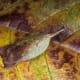 yellow brown mantis - mimesis