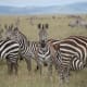 Zebra stripes will confuse a predator especially when the herd is in motion