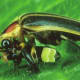 Femme Fatale- The Female of the firefly species Photuris mimics the flashes of the female of other species (Photinus) to lure unsuspecting males and then she eats 'em!