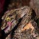Lizard