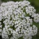Spider among florets