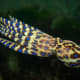 Unlike our friend the Mimic Octopus, The Greater blue ringed Octopus (Hapalochlaena lunulata) has no reason to hide- it is highly venomous