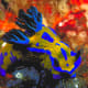 The Nudibranch species of seaslugs have traded their shells for nasty toxins and astonishing range of coloration that warn off predators
