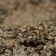 Speckled Grasshopper