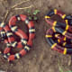 Mexican Milk Snake (Lampropeltis triangulum annulata ) mimics a venomous Coral snake (Micrurus Tener)