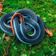 A blue Coral snake is unafraid in the open