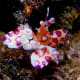 The Harlequin shrimp has unique decorations to hide among the coral reef