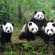 Panda patterns