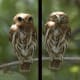 False eyes on the back of the head of Pygmy Owls ( Glaucidium Brasilianum) show a good case of Automimicry