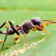 This jumping spider mimics an ant so convincingly that it goes unnoticed by an unsuspecting ant colony- aggressive mimicry