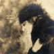 photographer-adolph-de-meyer
