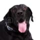 Black Labrador