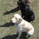 The three basic Labrador Retriever colors