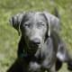 Silver Labrador Retriever