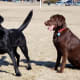 The otter like tail of the Lab