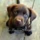 Chocolate Lab puppy