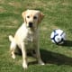 Female yellow Lab