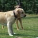 Yellow Grown Labrador