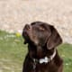 Chocolate Labrador