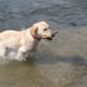 how-to-raise-a-labrador-retriever