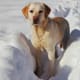 Yellow Labrador
