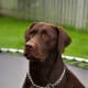 Chocolate Labrador