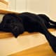 Black Labrador