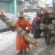 Gochi, A festival of Son,