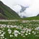 fulaich-the-festival-of-flowers-in-kinnur