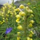 fulaich-the-festival-of-flowers-in-kinnur