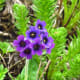 fulaich-the-festival-of-flowers-in-kinnur