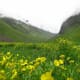 fulaich-the-festival-of-flowers-in-kinnur