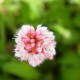 fulaich-the-festival-of-flowers-in-kinnur