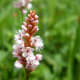 fulaich-the-festival-of-flowers-in-kinnur
