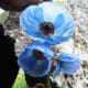 fulaich-the-festival-of-flowers-in-kinnur