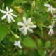 Jasmine or Rongal Flower