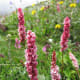 fulaich-the-festival-of-flowers-in-kinnur