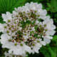 fulaich-the-festival-of-flowers-in-kinnur