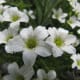 fulaich-the-festival-of-flowers-in-kinnur