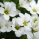 fulaich-the-festival-of-flowers-in-kinnur
