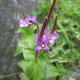 fulaich-the-festival-of-flowers-in-kinnur