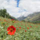 fulaich-the-festival-of-flowers-in-kinnur