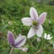 fulaich-the-festival-of-flowers-in-kinnur