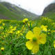 fulaich-the-festival-of-flowers-in-kinnur