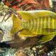 The Aulonocara sp. stuartgranti maleri is commonly known as the Sunshine Peacock because of it's striking yellow color which can been seen in this dominant male.