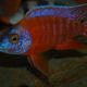 The Red Peacock cichlid is a popular color variant of the Maleri Sunshine Peacock which features a bold red color instead of the typical yellow.