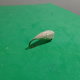 balsapopperfly