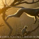 Indian Langur Mnokey