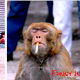 top-10-most-dangerous-exotic-animals-you-can-legally-own-in-india
