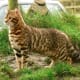 Bengal cat